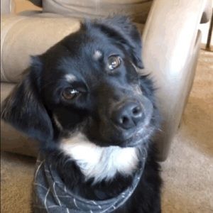 Meet your Posher, Jack